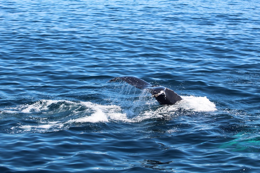 Humpback whale fluke with water cascading off the top