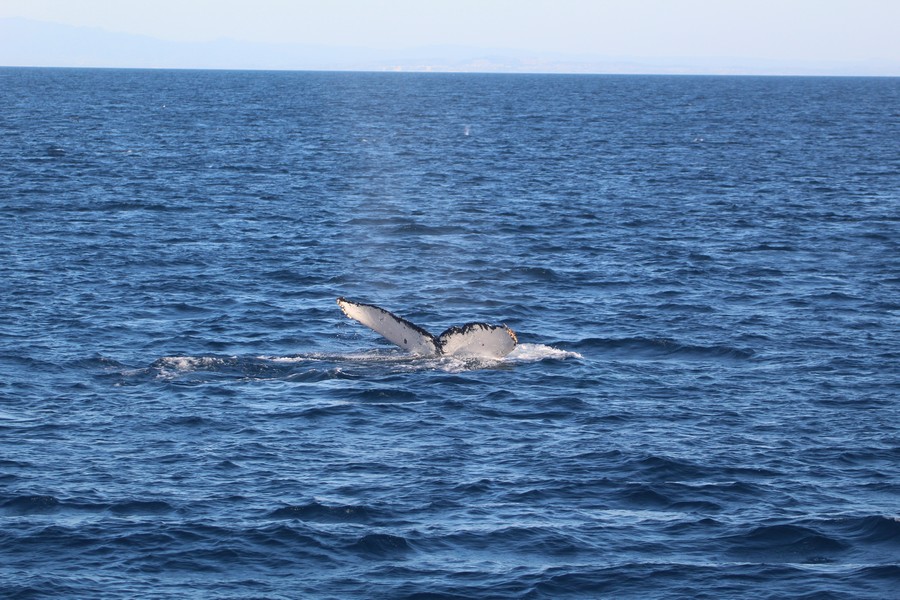 Humpback whale fluke