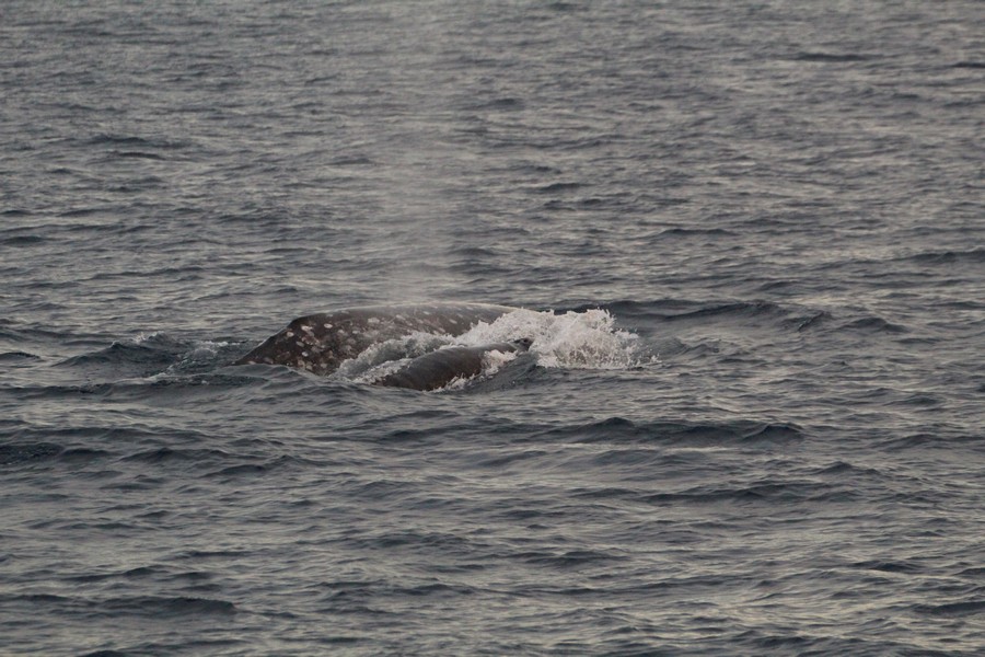 Gray whale cow/calf pair