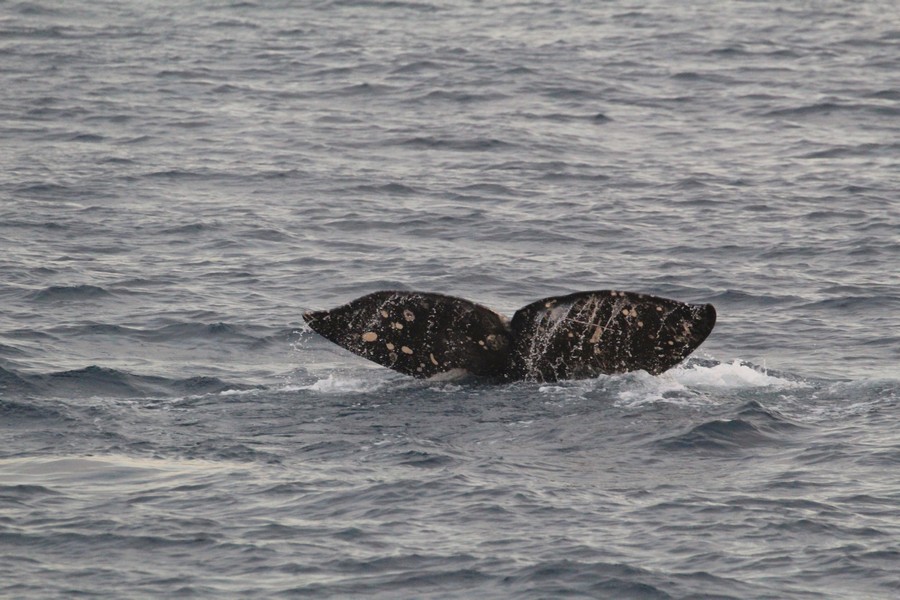 Gray whale fluke as the whale dives