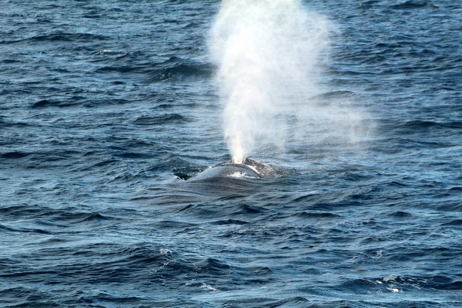 Blue whale blowing as it swims away from our location