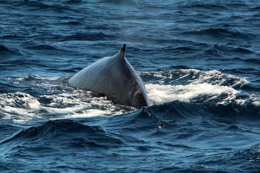 Fin whale with visible scarring behind its dorsal fin