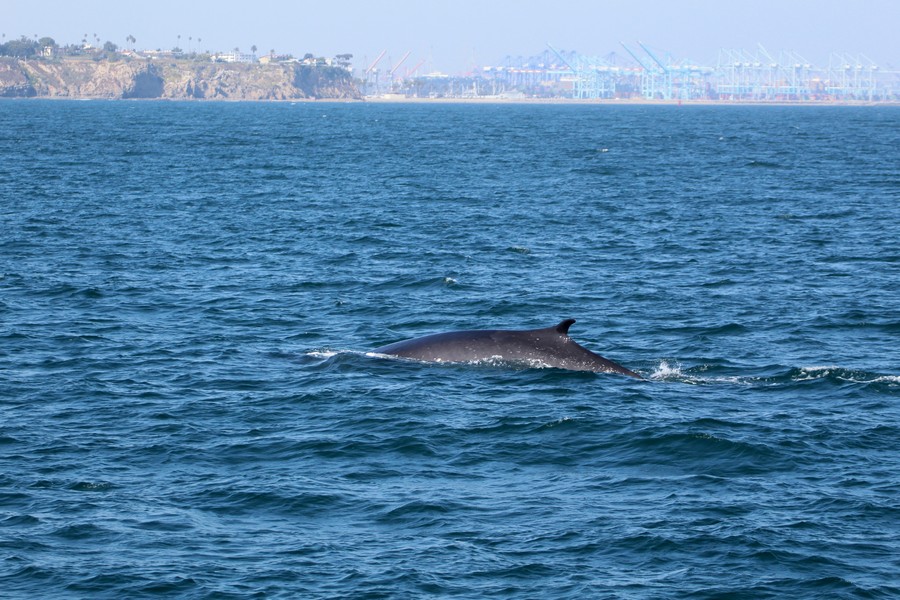 Fin whale with Point Fermin and the LA port in the background