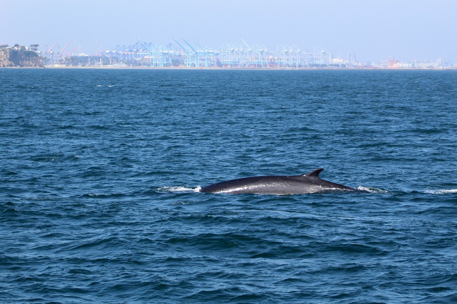 Another fin whale off of Point Fermin