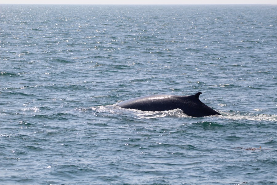 Fin whale with an atypical dorsal fin shape