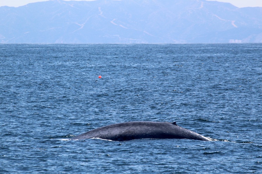 Blue whale with Catalina island in the background