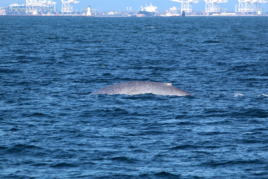 Blue whale with the Los Angeles and Long Beach ports in the background