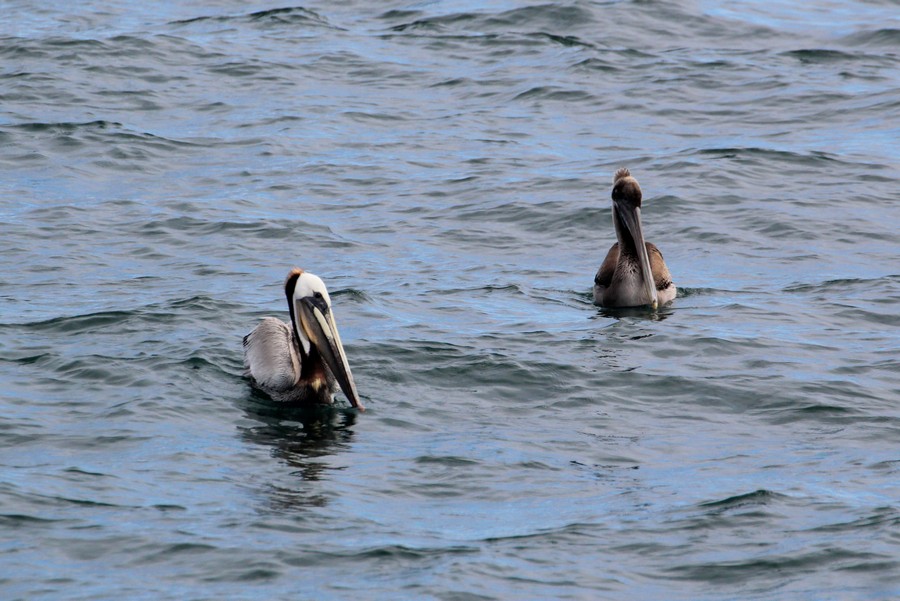 Brown pelicans sitting in the water, the left one with distinct adult plumage