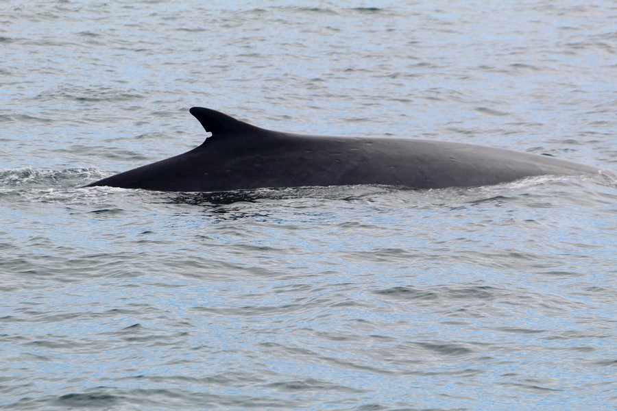 Fin whale with a scar in its dorsal fin