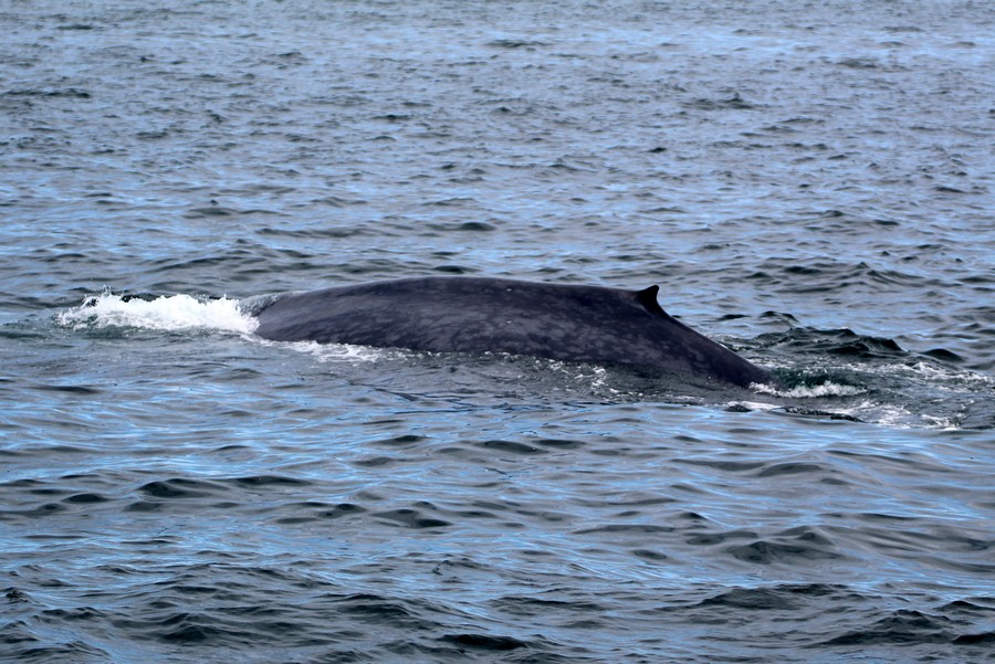 Blue whale dorsal at surface
