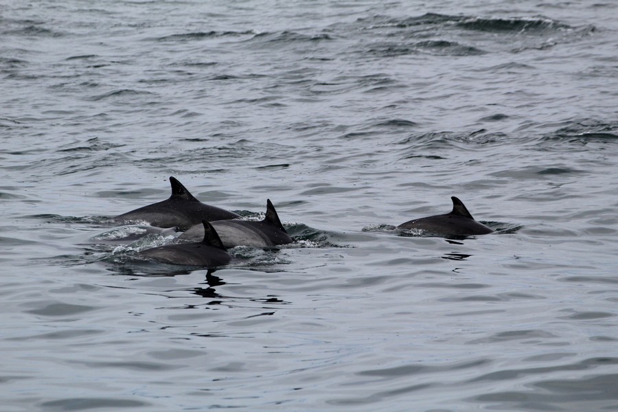 Common dolphin pod slowly traveling through the water