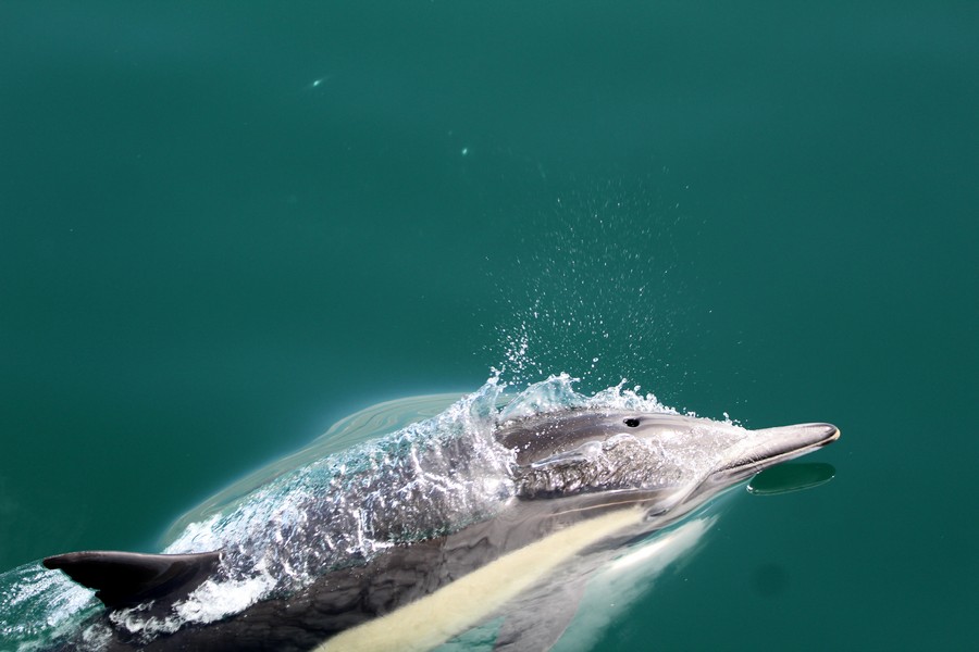 Common dolphin porpoising back into the water