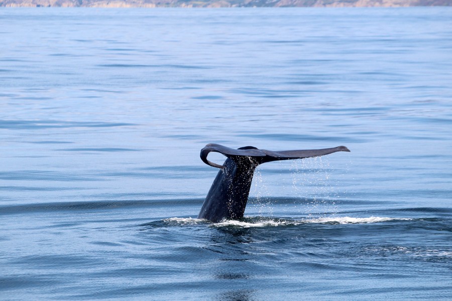 Blue whale with distinct curved left side of its fluke