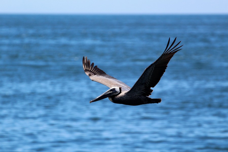 Adult brown pelican in flight