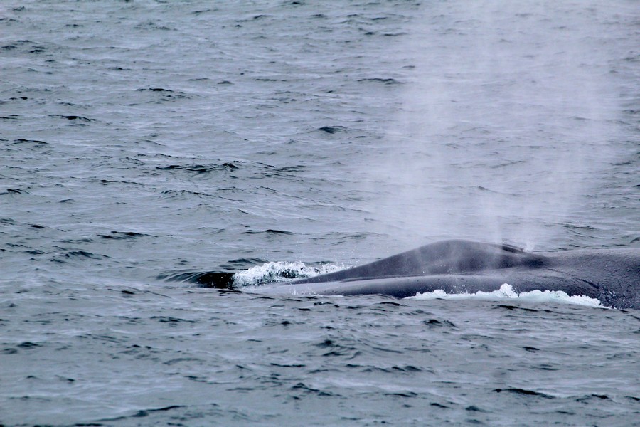 Humpback whale blowholes and rostrum
