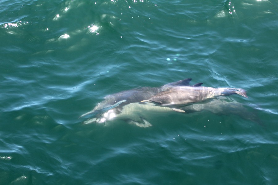 Common dolphin cow/calf pair just below the water surface