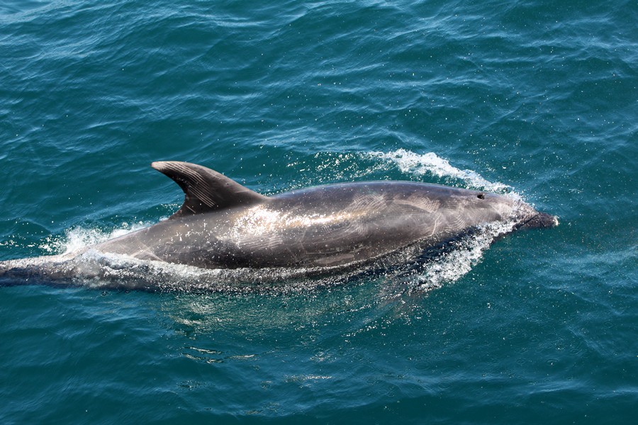 Bottlenose dolphin at the surface
