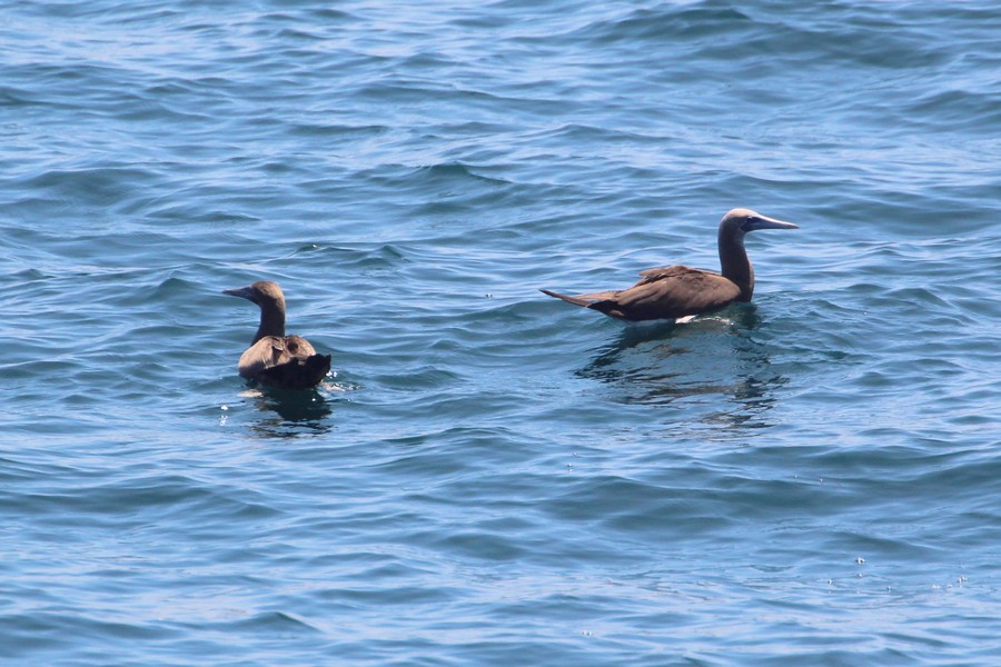 Brown booby birds sitting on the ocean surface