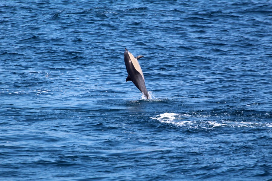 Common dolphin leaping straight up in the air