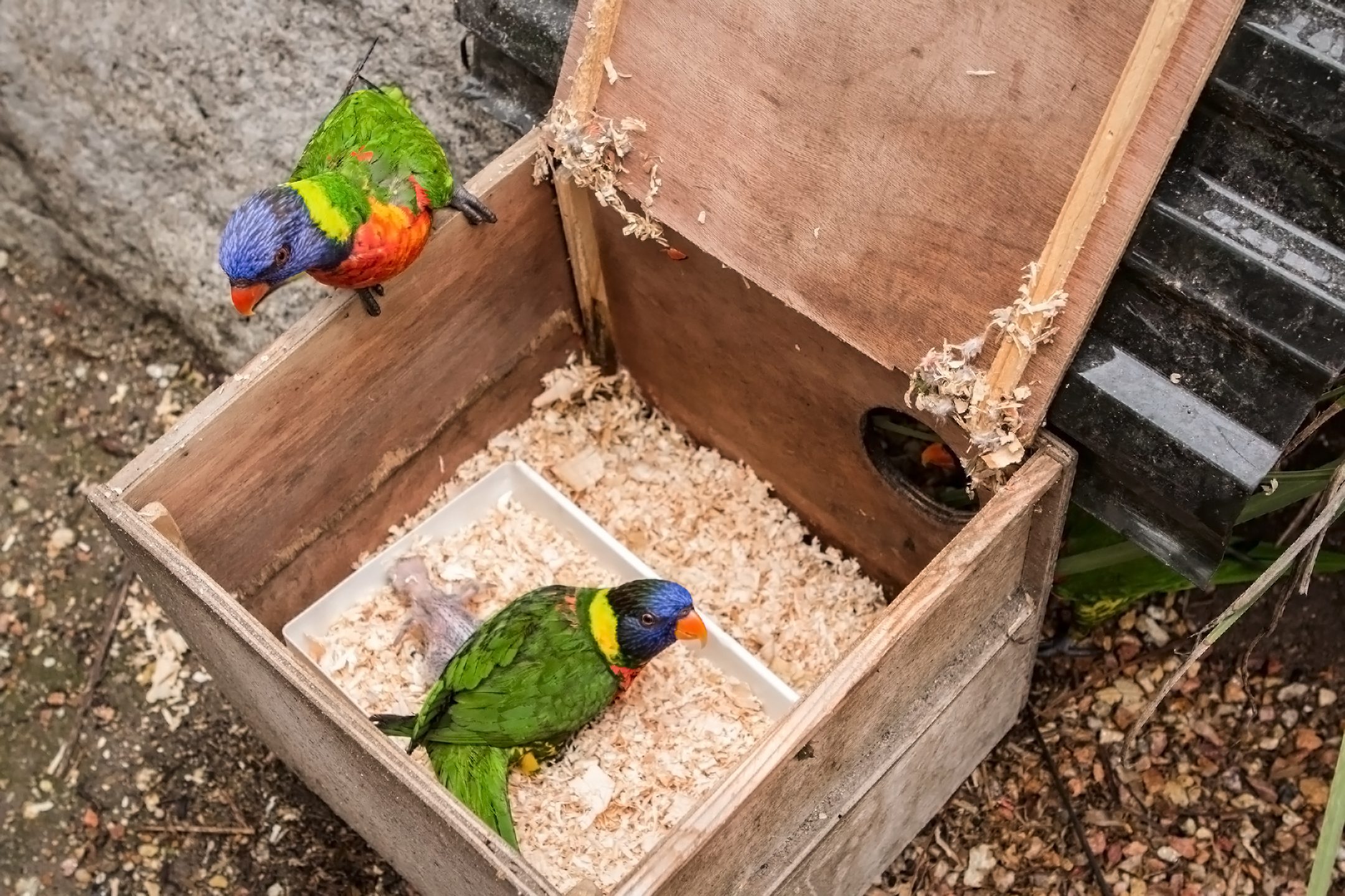 Lorikeets in nesting box
