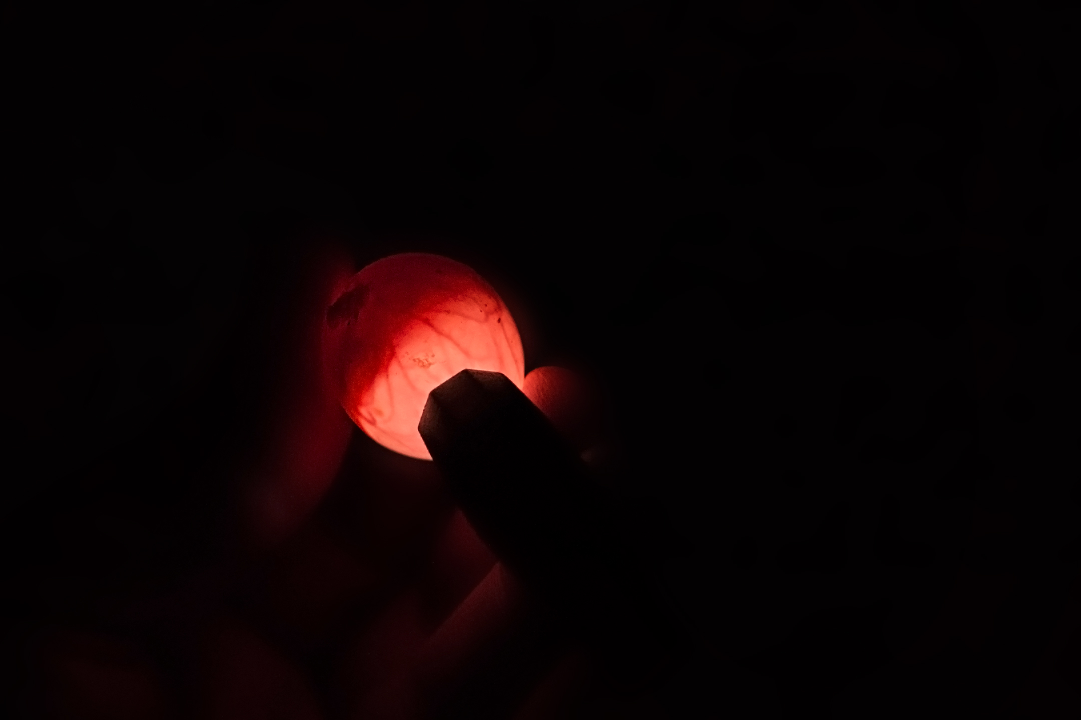 Flashlight held to an egg