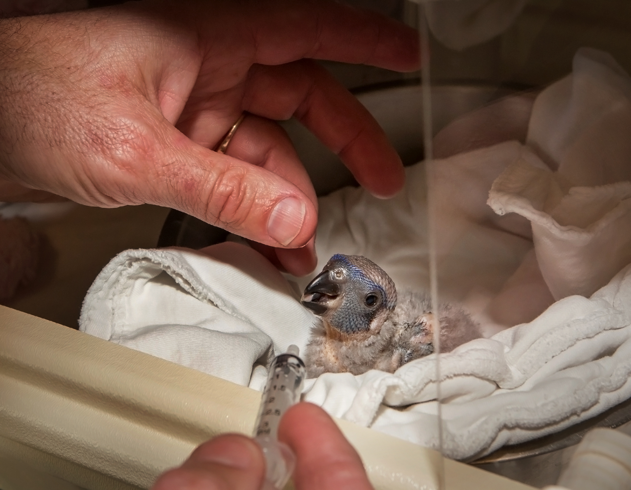 Lorikeet chick being fed by syringe