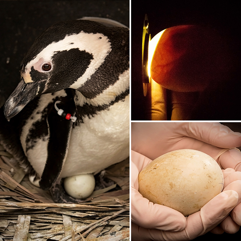 Penguin chick egg collage