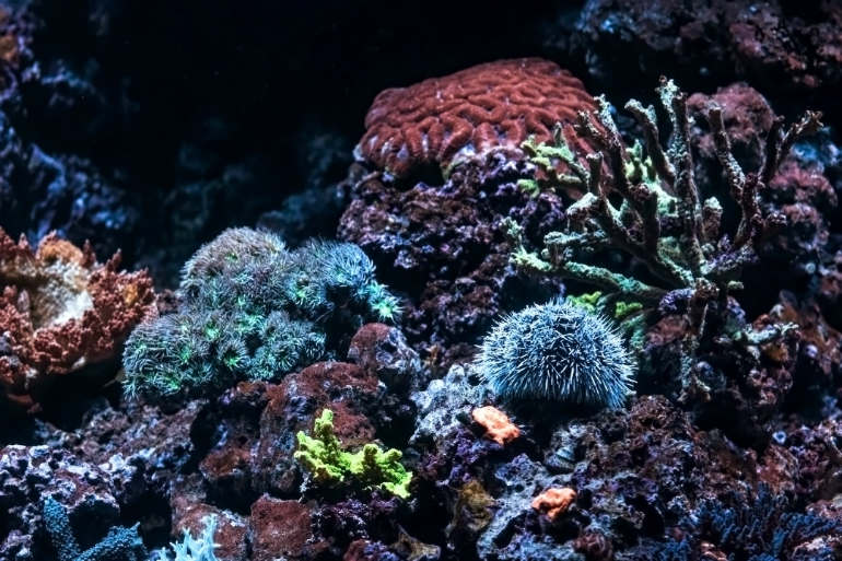 Brightly colored corals