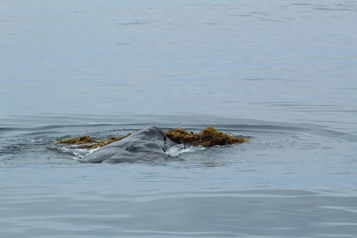 Humpback whale playing with the kelp