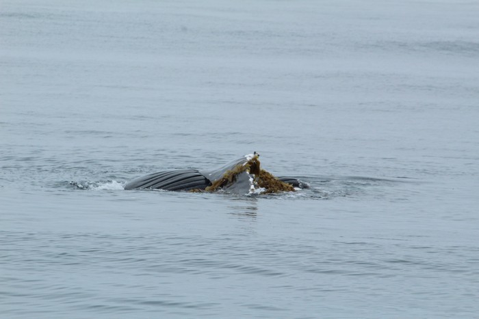 Humpback whale playing in kelp
