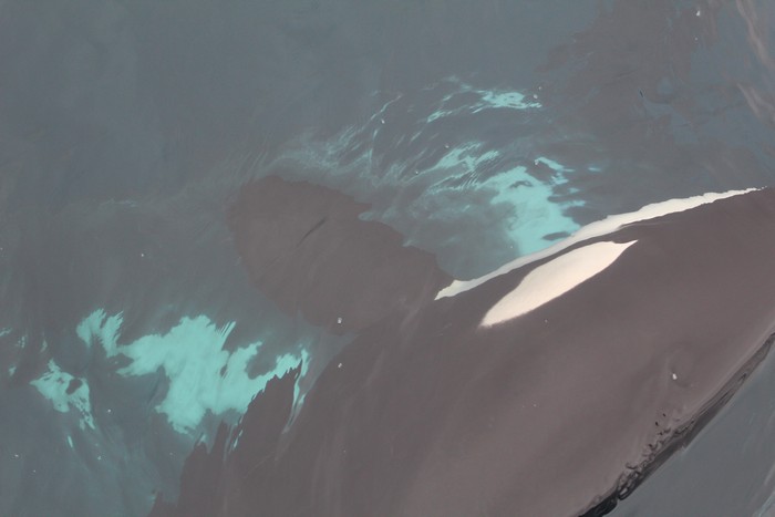 Orca just below the water surface