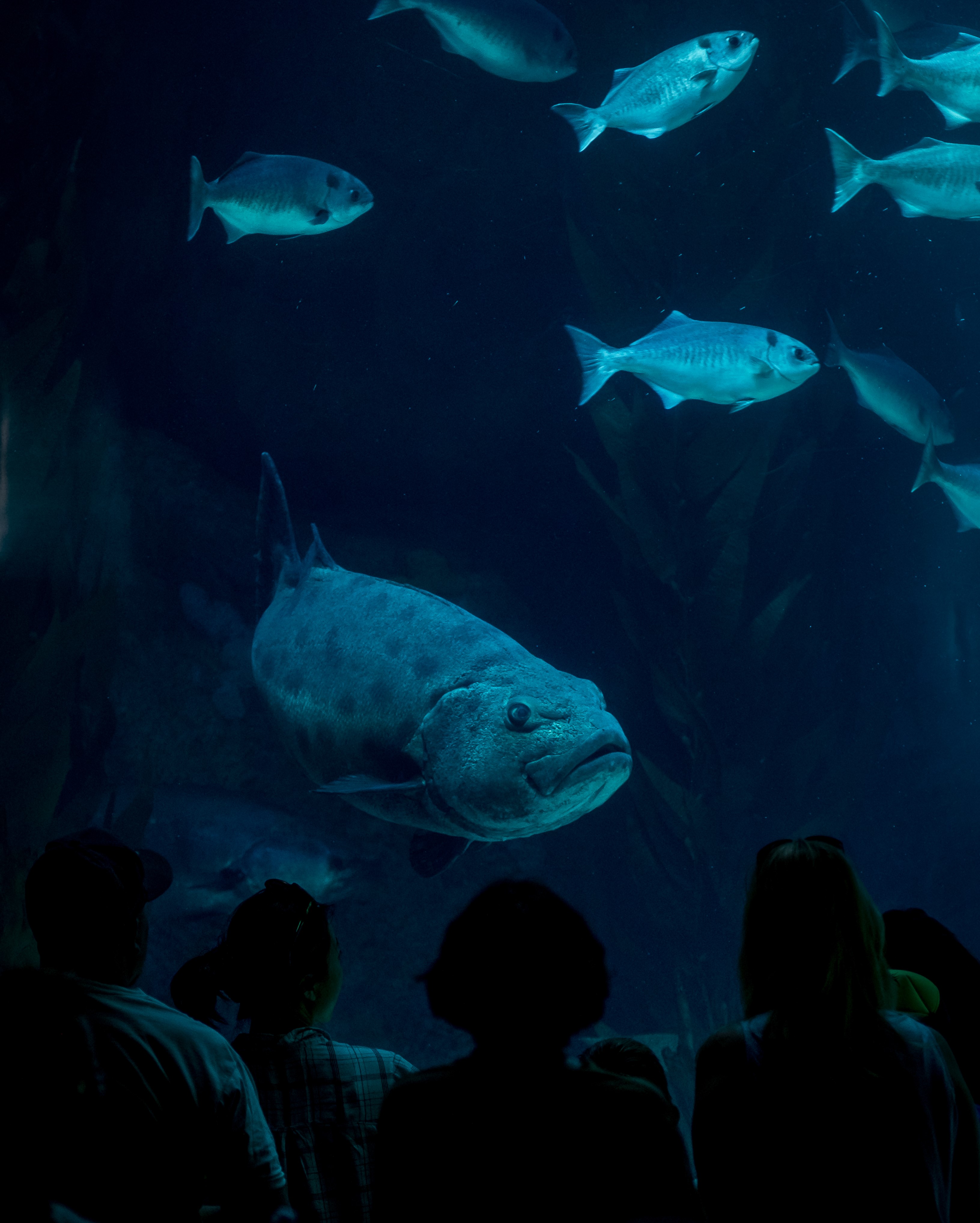 Adult giant sea bass