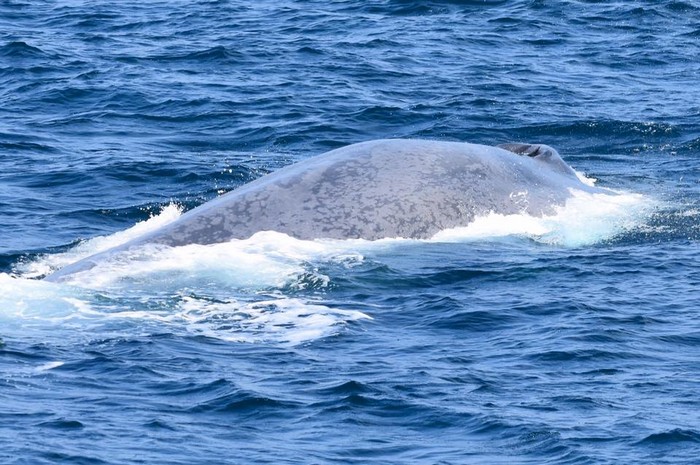 Blue whale dorsal and blow holes