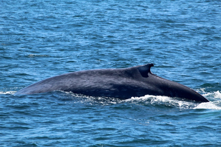 Blue whale at the surface