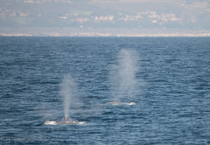 Blue whale blow at surface