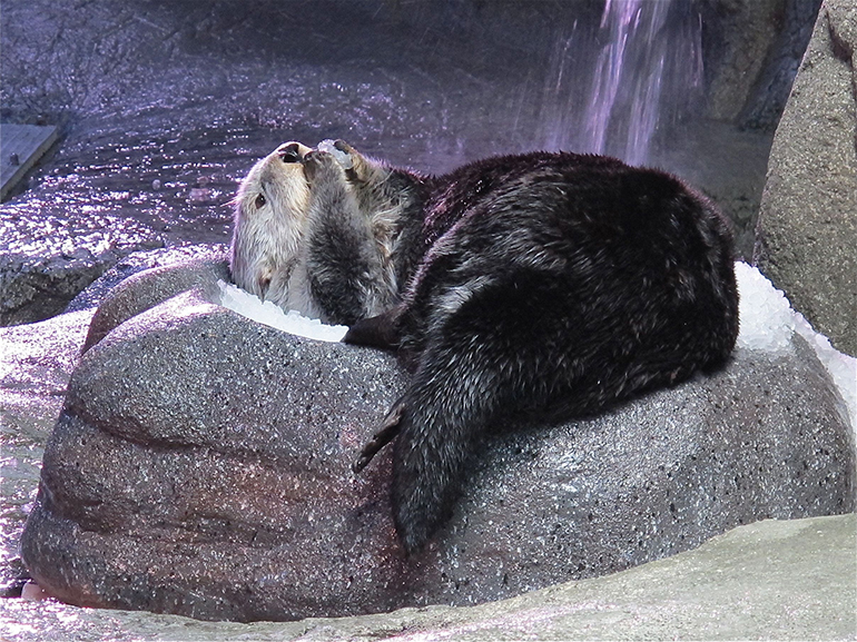 Brook, a sea otter, with a snowball