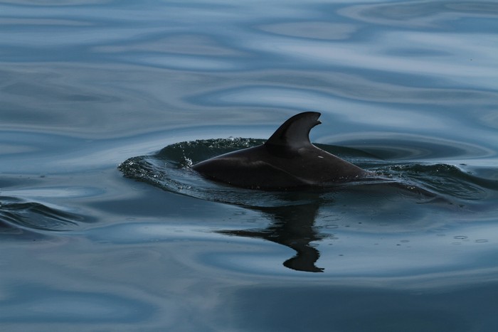 Pacific white-sided dolphin