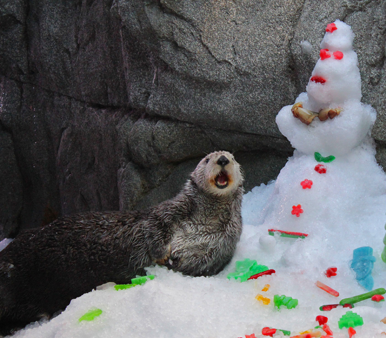 Charlie the otter with a snowman
