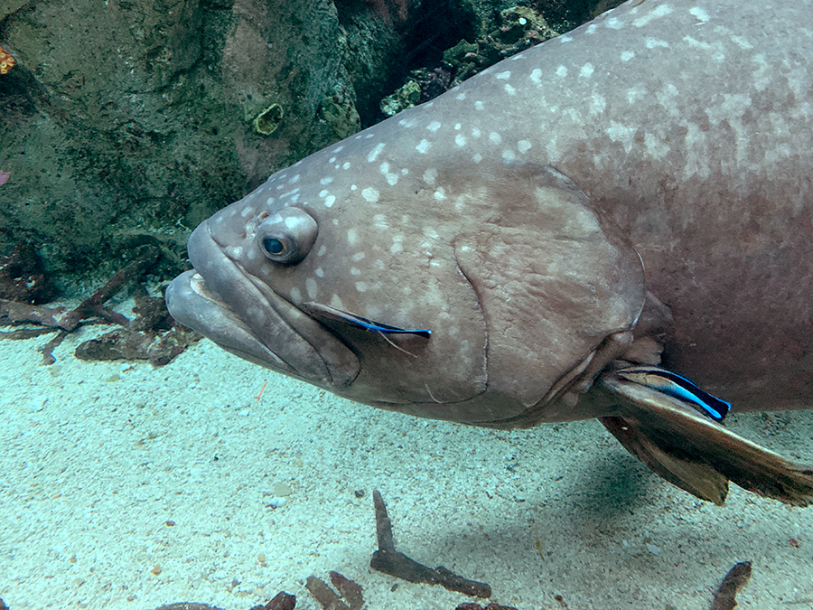 Cleaner Wrasse and Queensland Grouper