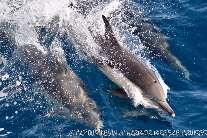 Common dolphins just below water surface