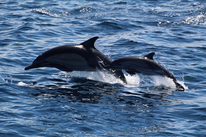 Common dolphin cow/calf pair