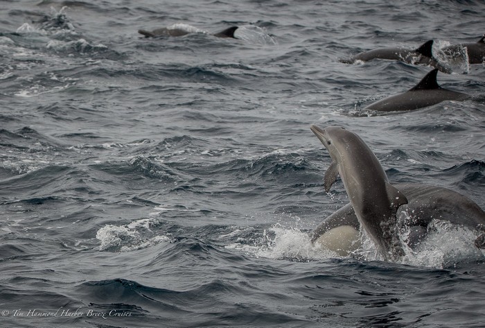 Common dolphins cow/calf pair porpoising