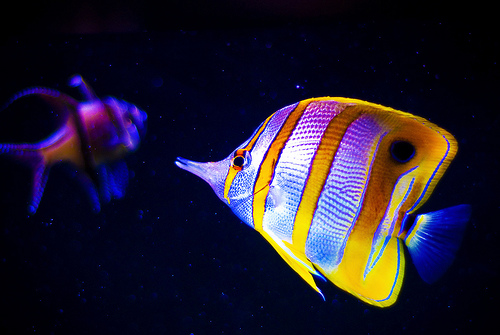 http://www.aquariumofpacific.org/images/blog_uploads/Copperband_ButterflyFish_froitrish01.jpeg