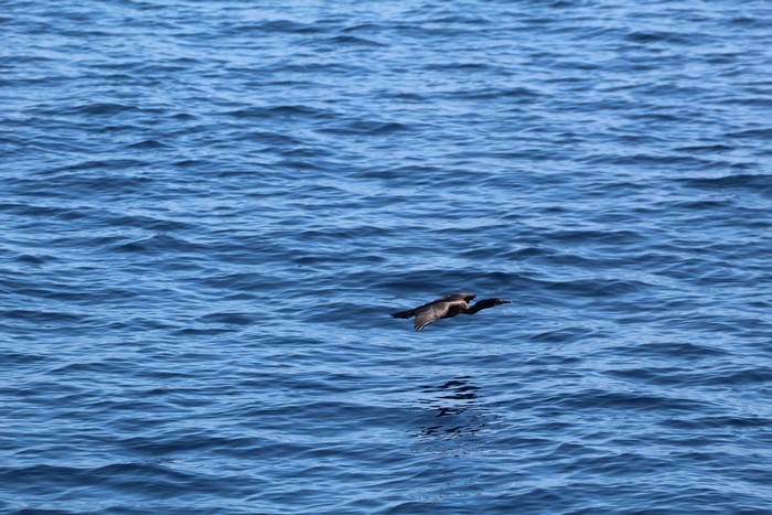 Cormorant gliding above water surface