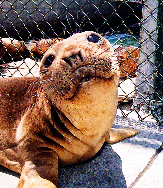 Most of them expect my answer to be either the California sea lion (like 
