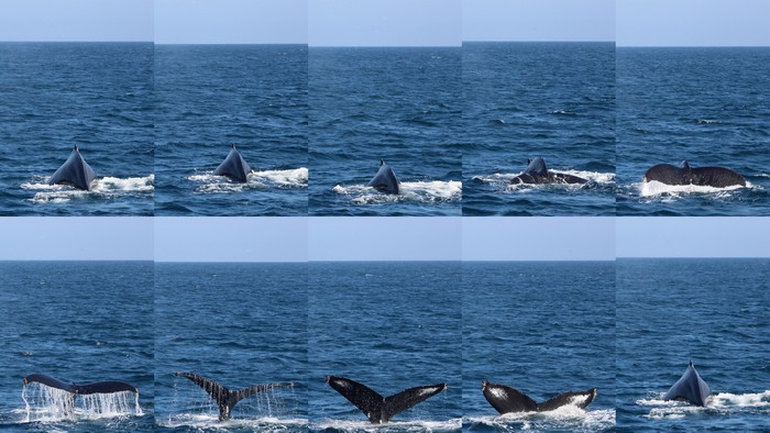 Humpback whale dive sequence collage