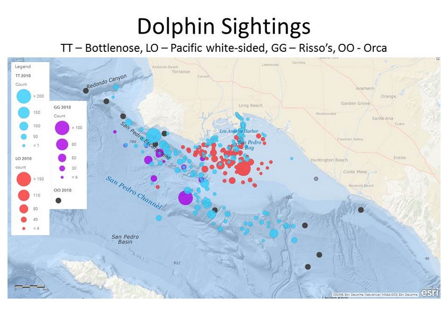 Dolphin sightings map of 2018 data