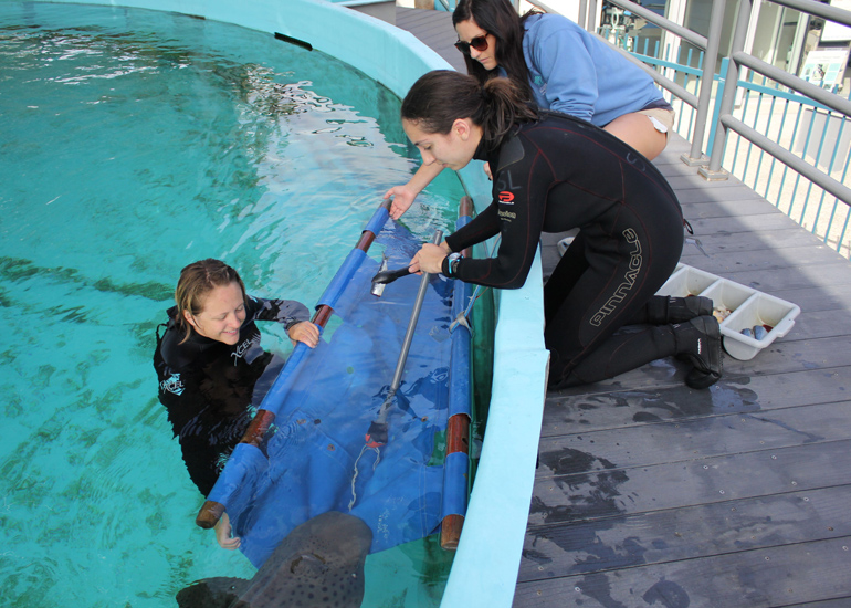 Staff in water guiding shark into a transport stretcher