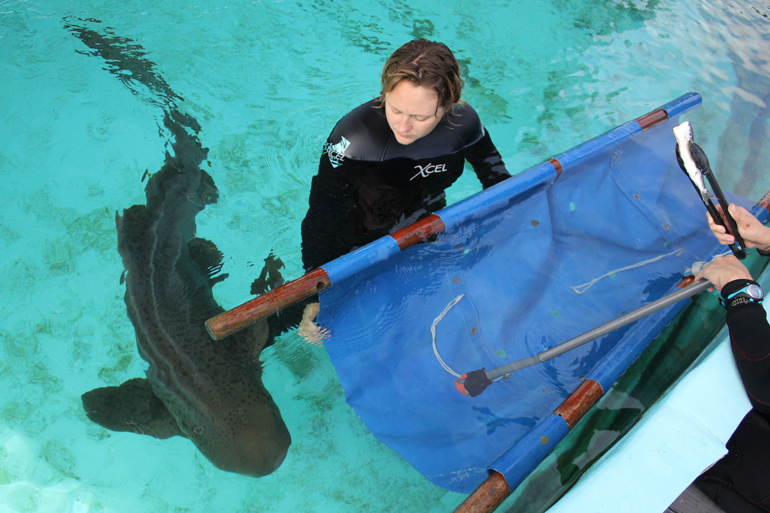 Staff in water guiding shark into a transport stretcher