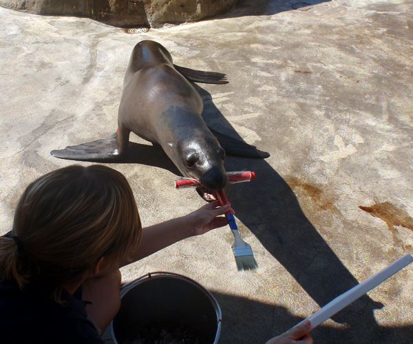 Harpo the sea lion holding the specially made brush holder